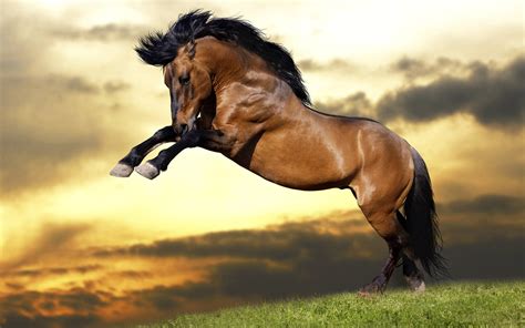 Download Jumping Brown Running Horse Wallpaper