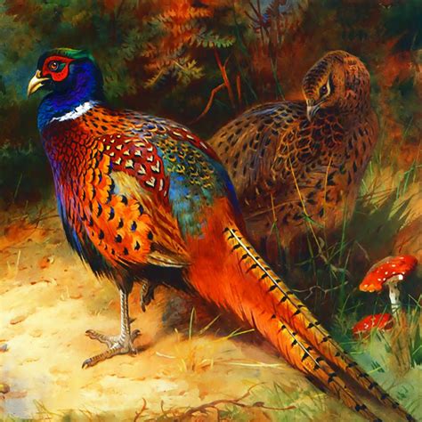 Pheasant Pair Digital Art By Raven Sijohn Fine Art America