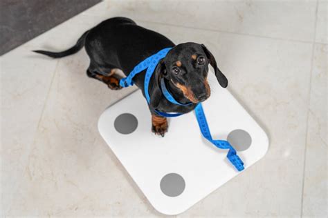6 Dog Breeds Most Prone To Being Obese Competsport