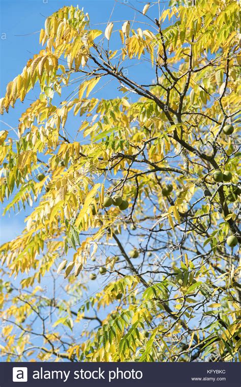 Deciduous Trees Against A Blue Sky Hi Res Stock Photography And Images