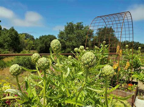 How To Grow Artichokes A Complete Guide With Photos ~ Homestead And Chill