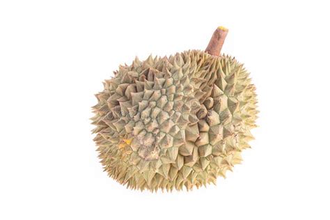 5154 Durian White Background King Fruit Stock Photos Free And Royalty