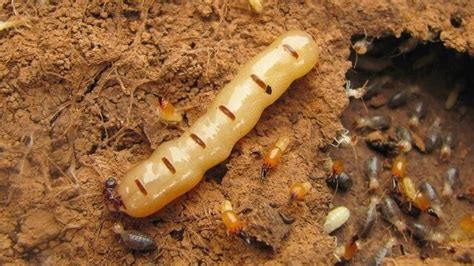 All You Need To Know About Termite Queens Complete Guide