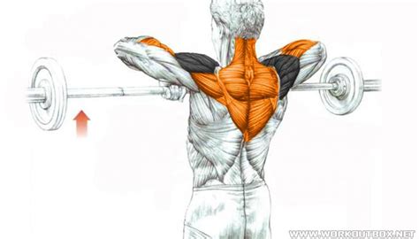 Barbell Upright Row Fitness Workouts And Exercises