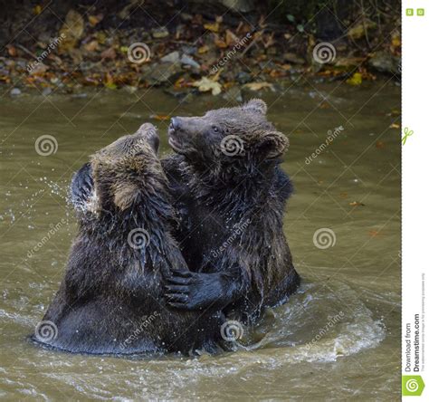 Two Brown Bear Cubs Play Fighting In Nature Stock Photo Image Of