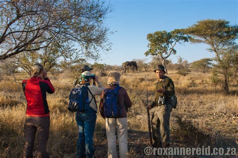 Bushwhacking At Dawn In The Kruger National Park Roxanne Reid