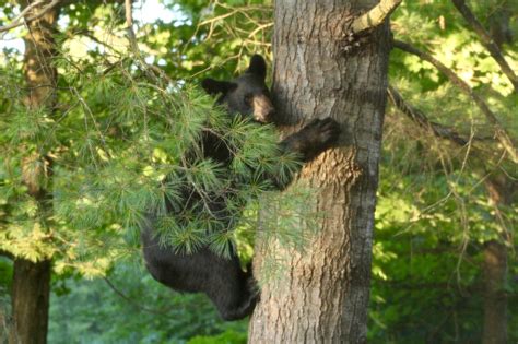 Backyard Black Bears New Hampshire Trails Unblazed