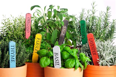 Growing Your Herb Garden Indoors Geranium Blog
