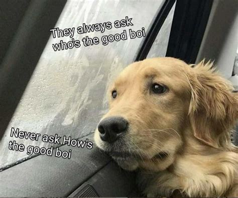 Good Doggo Memes Reddit Cuap2zap2