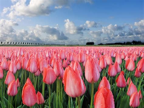 49 Bing Tulip Wallpaper Wallpapersafari