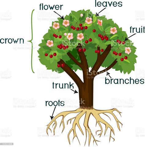 Growing between 20 and 80 feet tall, the mangosteen tree produces an edible fruit. Parts Of Plant Morphology Of Cherry Tree With Root System ...