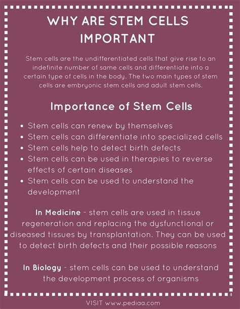 Why Are Stem Cells Important Pediaacom