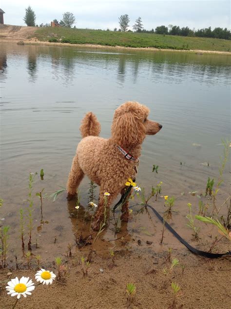 Red Standard Poodle In Lake Poodle Comes From The German Word Puddle