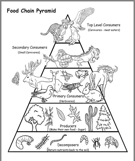 Food Chain Food Webs And Energy Pyramid Worksheet