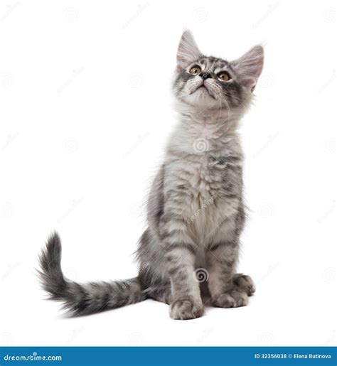 Kitten Is Looking Up Stock Photo Image Of Cute Isolated 32356038