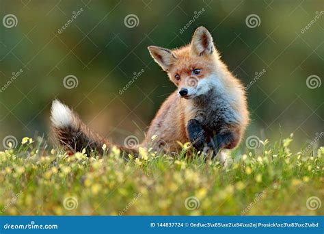 Cute Red Fox Vulpes Vulpes In Fall Forest Beautiful Animal In The