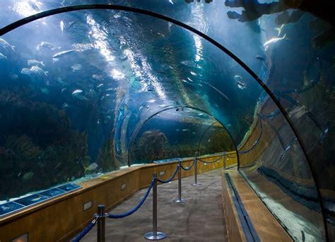 Explore Aquarium Barcelona With Kids Nanani World