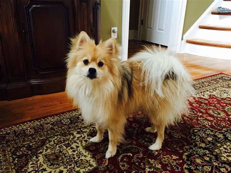 Chester Throwback Pom 20 Mths15lbs Pomeranian Puppies For Free