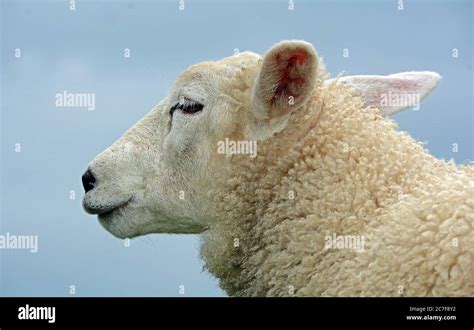 Unshaven Domestic Sheep Ovis Gmelini Aries Portrait Schleswig