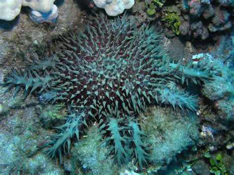 Crown Of Thorns Starfish Sealife Sea And Ocean Sea Life Sea Creatures