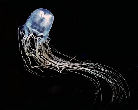 Hawaii Researchers Study Box Jellyfish Treatments Big Island Now