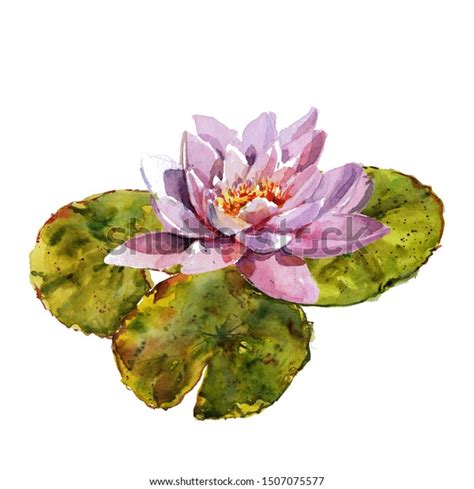 Water Lily Leaves Flowers Bouquet Hand Stock Illustration 1507075577
