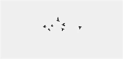 Bird Minimalism And Black Image In 2021 Twitter Header Pictures