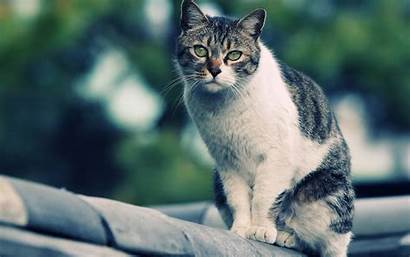 Cat Wallpapers Cats Desktop Nice Spotted Gato