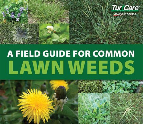 Common Lawn Weed Identification Chart