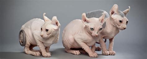 Mixed Breed Sphynx Sphynx Cat Info