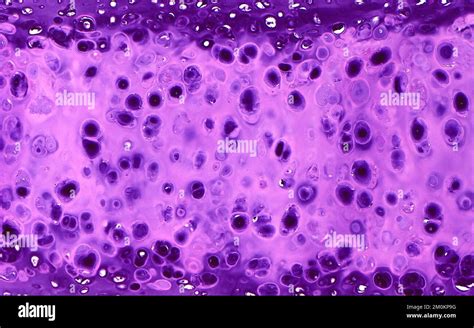 Cartilage Cells Light Micrograph Stock Photo Alamy