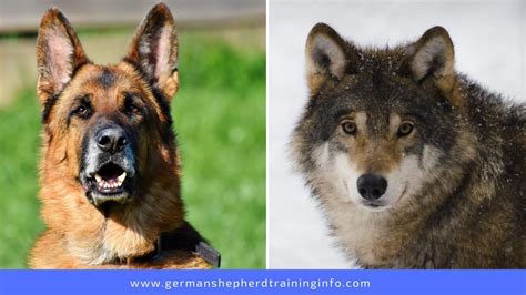 German Shepherd Vs Wolf The Differences Between The Dog In Domesticity