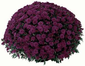 Lovely bouquet of pink orchids, chrysanthemums and hortensias. dark purple mums | Chrysanthemum flower seeds, Fall mums ...
