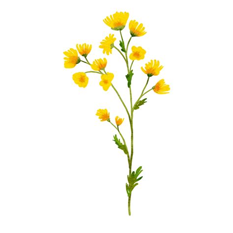 Yellow Wild Flowers Watercolor 13822768 Png