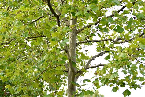 How To Grow And Care For A Sycamore Tree