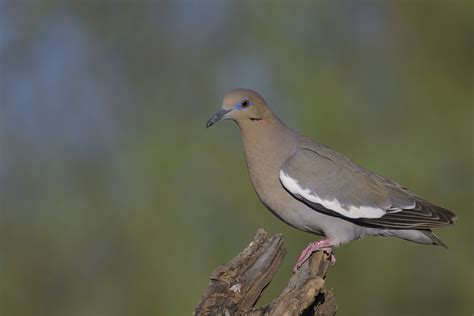 White Winged Dove Tucson Az 20220413 Cp91937 Carlo Parravano Flickr