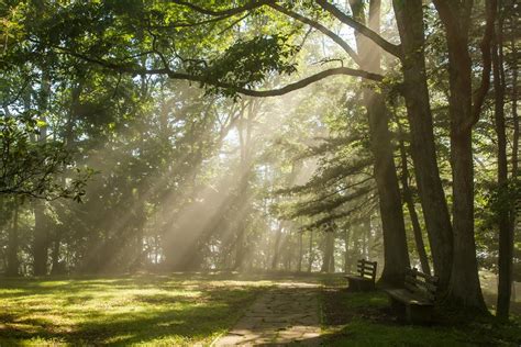 Free Photos Sunlight Shines Through The Trees Ustrekking