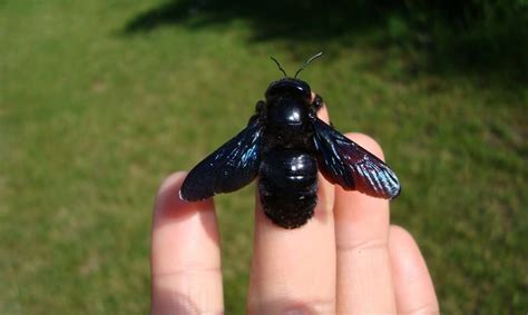39 Awesome Are Black Bumble Bees Aggressive Insectpedia