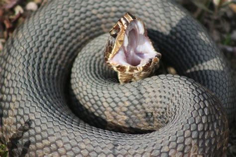 A Water Moccasin Venomous Snake Stock Image Image Of Water Moccasin