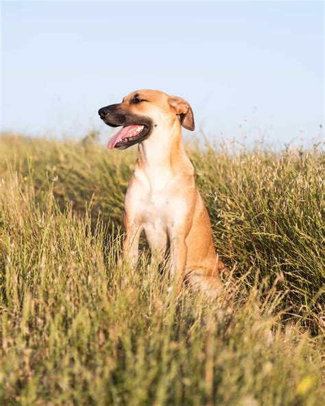 Black Mouth Cur Ultimate Guide Pictures Characteristics And Facts