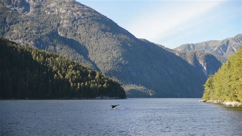 Bluewater Adventures Orcas Totems And Grizzly Bears British Columbia