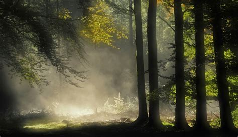 Misty Green Forest Hd Wallpaper Background Image