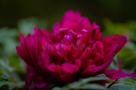Deep Red Peony Flower Stock Image Image Of Floral Life 25259771