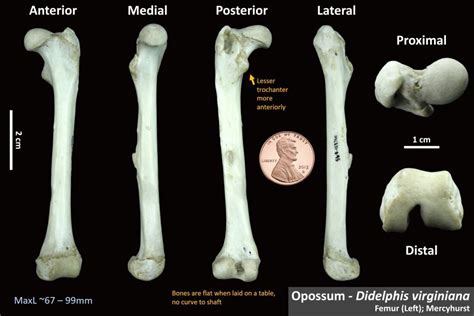 Opossum Femur Osteoid Bone Identification