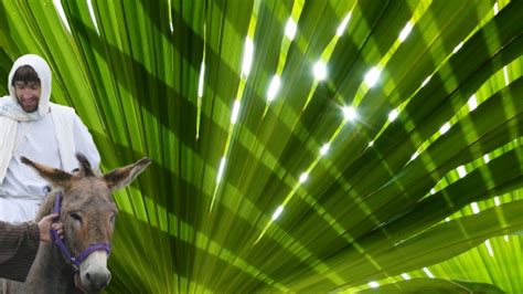 Palm Sunday Still Image 4 Hd And Sd Vertical Hold Media Sermonspice