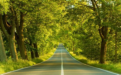 Photo Of Road In The Middle Of Forest Hd Wallpaper Wallpaper Flare