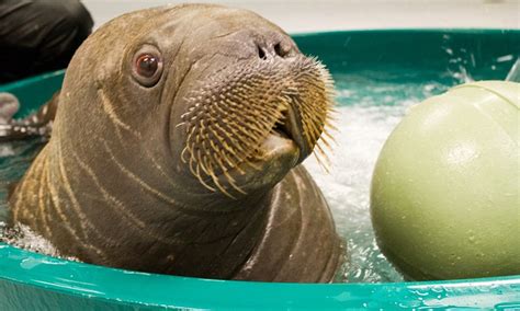New York Aquarium Meet Mitik The 15 Week Old Orphaned Baby Walrus