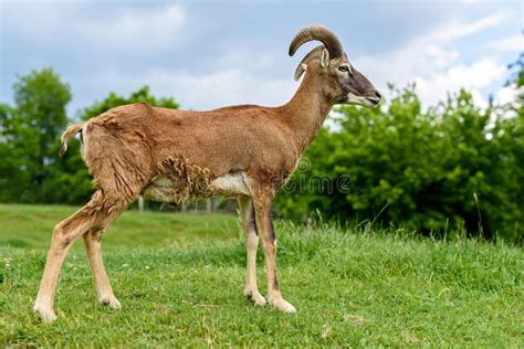 European Mouflon Sheep Ovis Ammon Musimon Stock Image Image Of