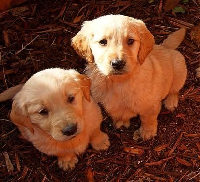 Puppies will be ready to leave. AKC Golden Retriever puppies for Sale in Loami, Illinois ...