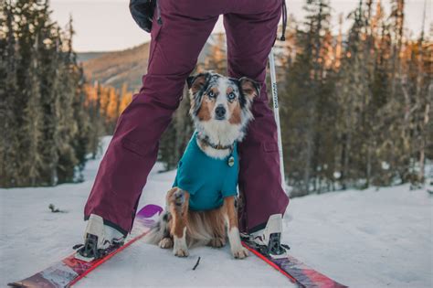 Skiing With Dogs Dogs That Hike